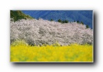 日本自然风光壁纸