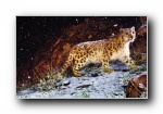 ƻ2009ϵͳ Snow Leopard ѩ ȫ׹ٷֽ 2560*1600
