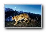 ƻ2009ϵͳ Snow Leopard ѩ ȫ׹ٷֽ 2560*1600