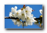 ݿ֮ Czech Spring ֽ