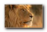 Mac OS X Lion Macƻֽ