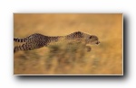 Webshots 2011年四月精美风光动物摄影宽屏壁纸