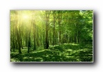 森林（Forests） 微软官方Win7主题宽屏壁纸