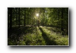 森林（Forests） 微软官方Win7主题宽屏壁纸