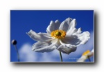 《四季流转 花开依旧》花蕾植物微距摄影宽屏壁纸