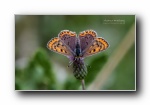 蝴蝶翩跹 昆虫摄影宽屏壁纸