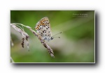 蝴蝶翩跹 昆虫摄影宽屏壁纸