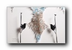 羽毛艺术设计中国风宽屏壁纸