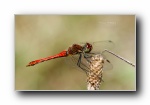 《蜻蜓》昆虫摄影宽屏壁纸