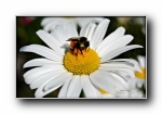 秘密花园第三辑：花，昆虫 摄影宽屏壁纸