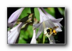 秘密花园第三辑：花，昆虫 摄影宽屏壁纸