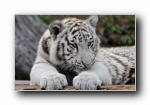 ׻ White tiger