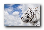 ׻ White tiger