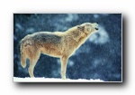 红狐、赤狐、草狐|动物壁纸