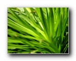 Vista plants(ֲ)ϵ