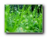 Vista plants(ֲ)ϵ