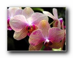 Orchid  1600*1200